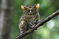 Восточный долгопят (Tarsius tarsier). Заповедник Т