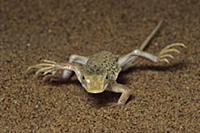 Namib Sanddiver (Aporosaura anchietae) lifting fee