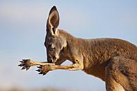 Red Kangaroo (Macropus rufus) licking arm to cool 