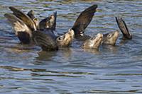 California Sea Lion (Zalophus californianus) group