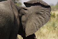 African Elephant (Loxodonta africana) flapping ear