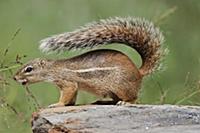 Striped Ground Squirrel (Xerus erythropus) using t