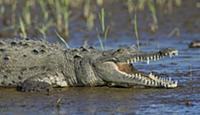 American Crocodile (Crocodylus acutus) thermoregul