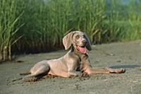 Weimaraner (Canis familiaris) puppy laying on dirt