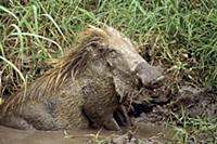 Cape Warthog (Phacochoerus aethiopicus) cooling of