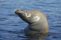 Galapagos Sea Lion (Zalophus wollebaeki) cow cooli