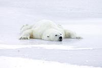 Polar Bear (Ursus maritimus) resting splayed out o