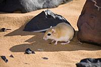 Jird (Meriones sp) resting in shadow of rock, Liby