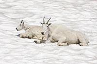 Mountain Goat (Oreamnos americanus) mother and kid