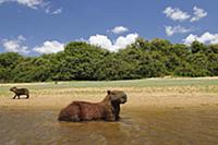 Capybara (Hydrochoerus hydrochaeris) cooling off i