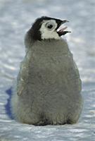 Emperor Penguin (Aptenodytes forsteri) young chick