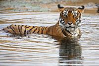 Bengal Tiger (Panthera tigris tigris) female cooli