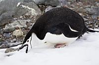 Chinstrap Penguin (Pygoscelis antarctica) eating s