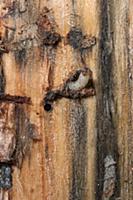 Mountain Pine Beetle (Dendroctonus ponderosae) lar