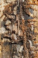 Mountain Pine Beetle (Dendroctonus ponderosae) lar