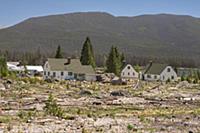 Mountain Pine Beetle (Dendroctonus ponderosae) are