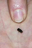 Mountain Pine Beetle (Dendroctonus ponderosae) on 