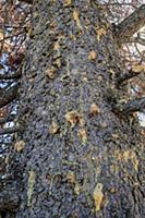 Lodgepole Pine (Pinus contorta) pitch tubes, showi