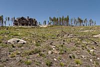 Mountain Pine Beetle (Dendroctonus ponderosae) are