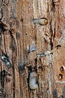 Mountain Pine Beetle (Dendroctonus ponderosae) lar