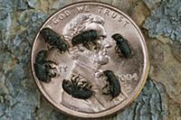 Mountain Pine Beetle (Dendroctonus ponderosae) gro