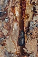 Mountain Pine Beetle (Dendroctonus ponderosae) in 