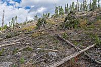 Mountain Pine Beetle (Dendroctonus ponderosae) are