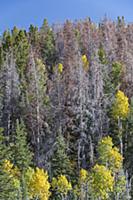 Mountain Pine Beetle (Dendroctonus ponderosae) kil