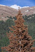 Mountain Pine Beetle (Dendroctonus ponderosae) kil