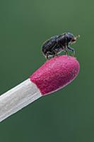 Mountain Pine Beetle (Dendroctonus ponderosae) on 