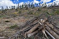 Mountain Pine Beetle (Dendroctonus ponderosae) are