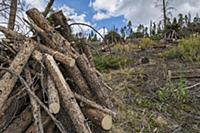 Mountain Pine Beetle (Dendroctonus ponderosae) are