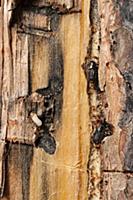 Mountain Pine Beetle (Dendroctonus ponderosae) pai