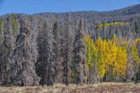 Mountain Pine Beetle (Dendroctonus ponderosae) kil