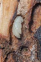 Mountain Pine Beetle (Dendroctonus ponderosae) pup