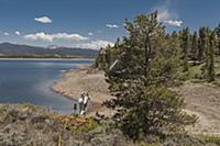 Mountain Pine Beetle (Dendroctonus ponderosae) pre