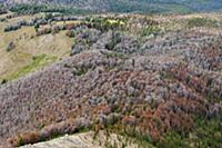 Mountain Pine Beetle (Dendroctonus ponderosae) kil