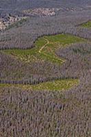 Mountain Pine Beetle (Dendroctonus ponderosae) kil