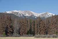 Mountain Pine Beetle (Dendroctonus ponderosae) kil