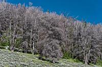 Mountain Pine Beetle (Dendroctonus ponderosae) kil