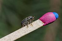 Mountain Pine Beetle (Dendroctonus ponderosae) on 