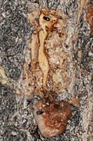 Mountain Pine Beetle (Dendroctonus ponderosae) pai