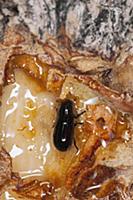 Mountain Pine Beetle (Dendroctonus ponderosae) bei