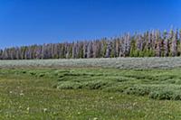 Mountain Pine Beetle (Dendroctonus ponderosae) kil