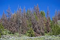 Mountain Pine Beetle (Dendroctonus ponderosae) kil