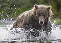 Brown Bear (Ursus arctos) chasing Chinook Salmon (