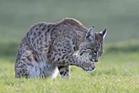 Bobcat (Lynx rufus) licking paw, Point Reyes Natio