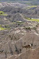 Bighorn Sheep (Ovis canadensis) ram on cliff, Badl