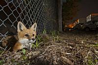 Red Fox (Vulpes vulpes) kit crossing under fence a