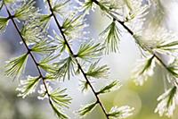 Lodgepole Pine (Larix laricina) young needles with